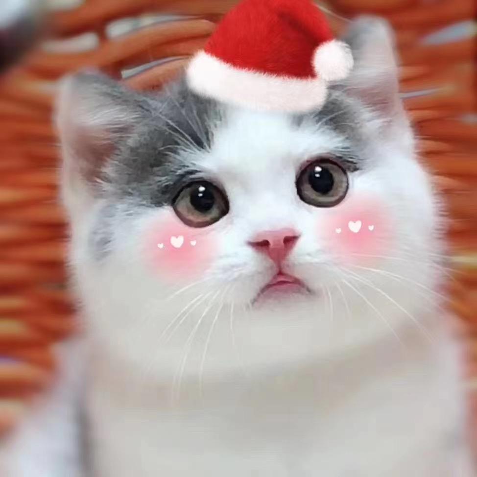 一起来养猫儿🐱