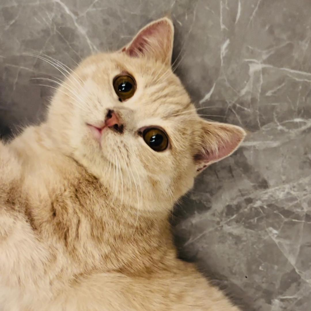 空空小猫猫