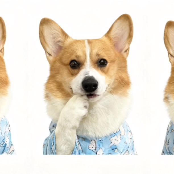 大耳朵果冻🐶6.14