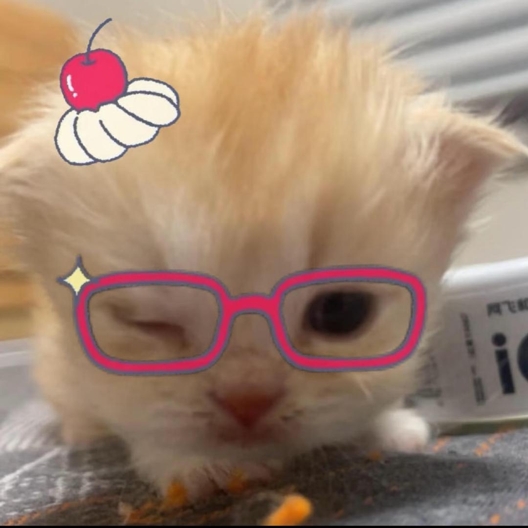 玉米苞谷碎觉觉