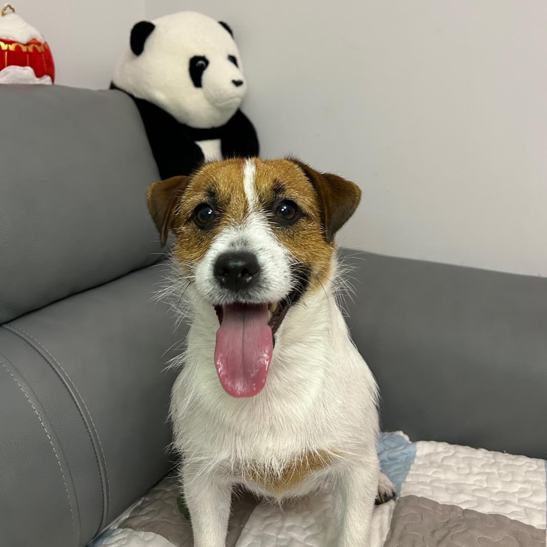六一是只小杰克🐶（亲测版）