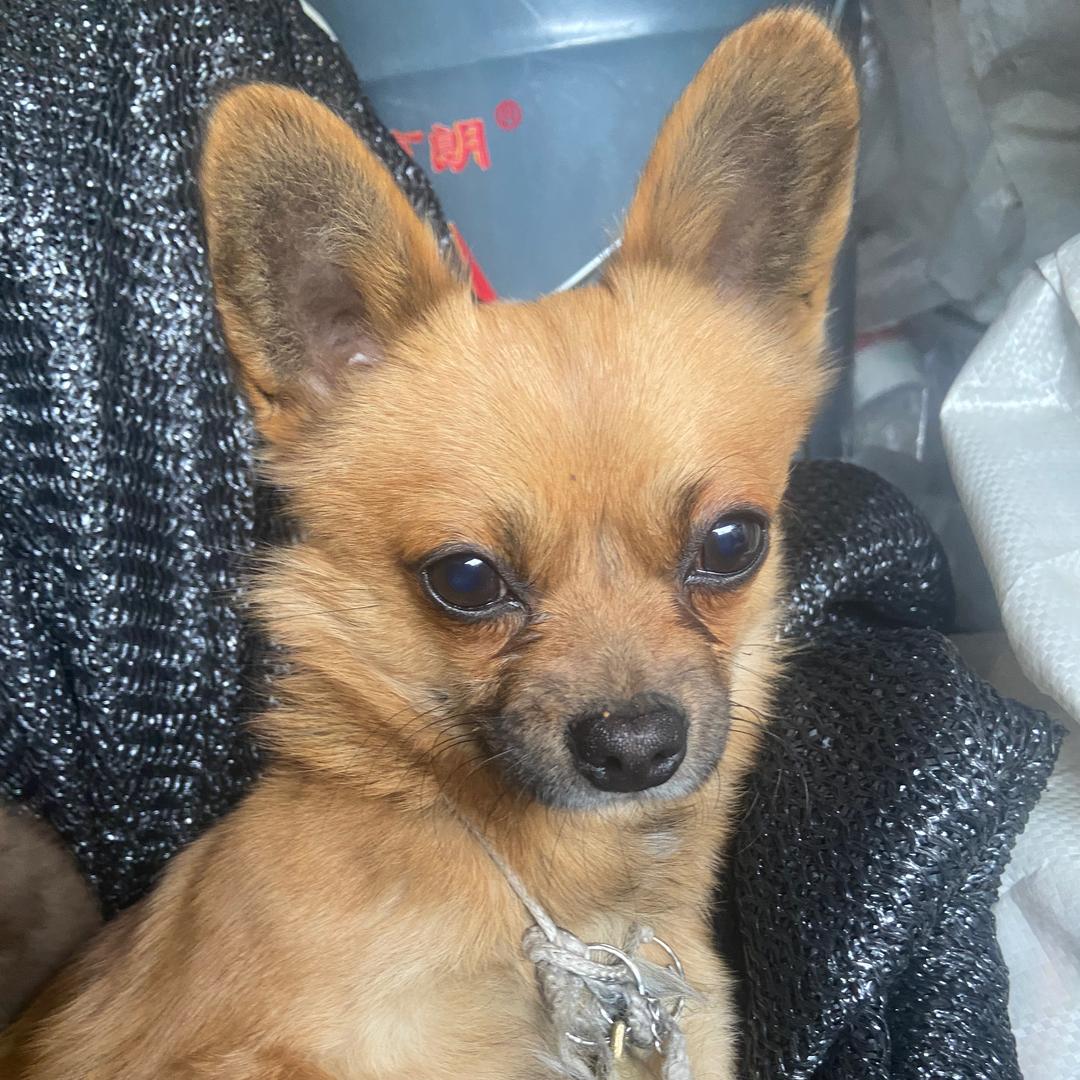 大朗的四胞胎儿子