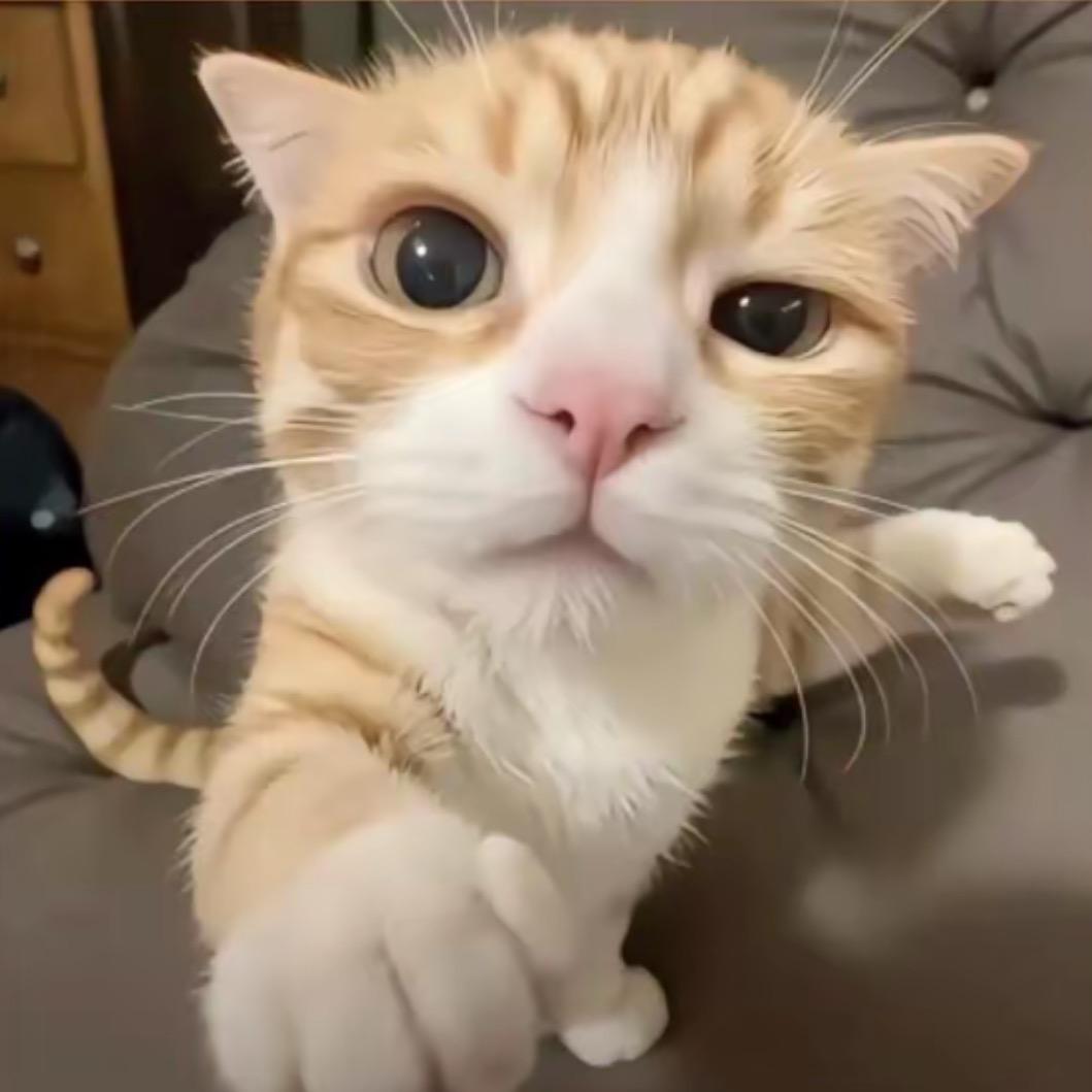 靠脸吃饭流落街头