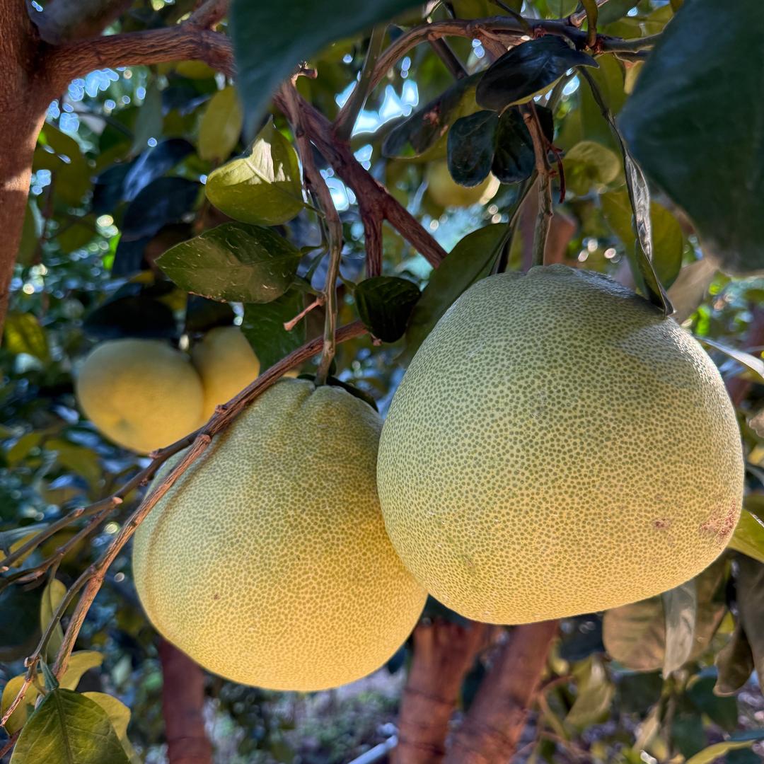 度尾老古树文旦柚