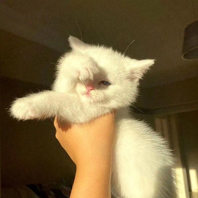 AAA卉卉子