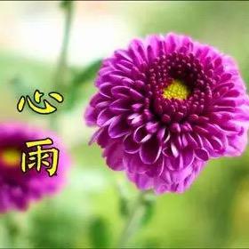 心雨绿植