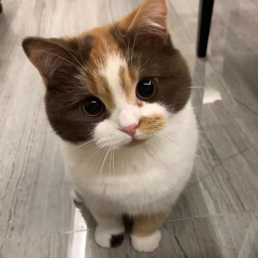 猫耳兔