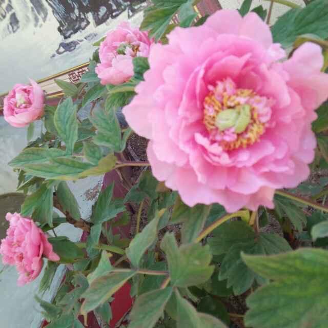 上善若水