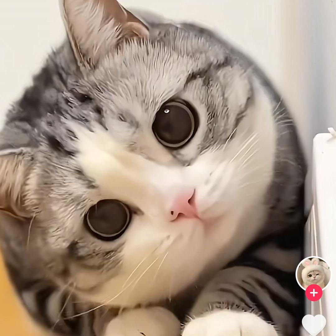 莓烦恼