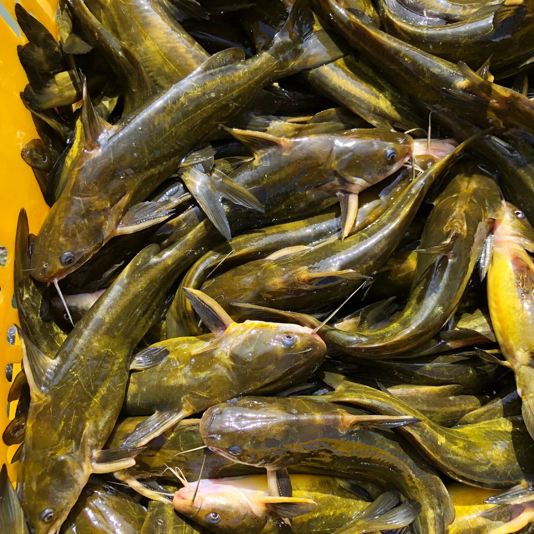 何清枫