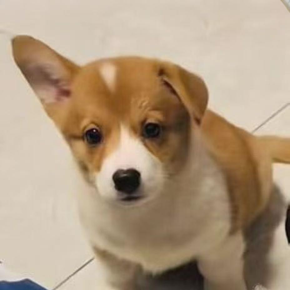 左耳进