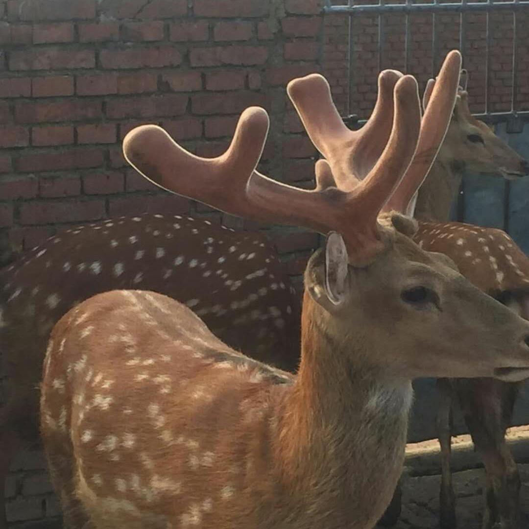 参茸专卖🦌