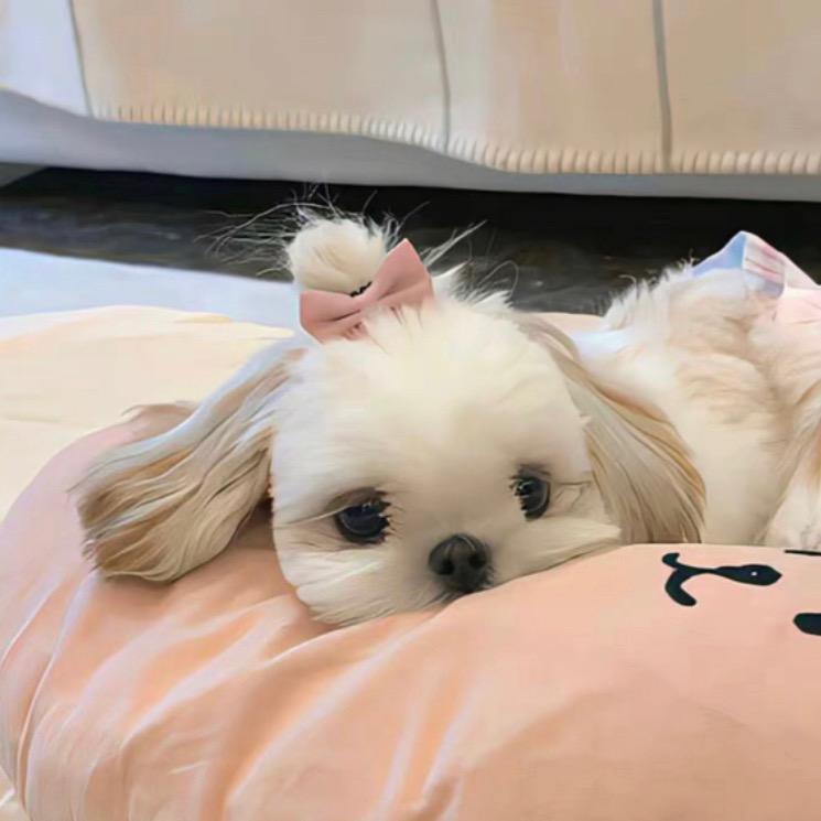 小羊小羊Zz