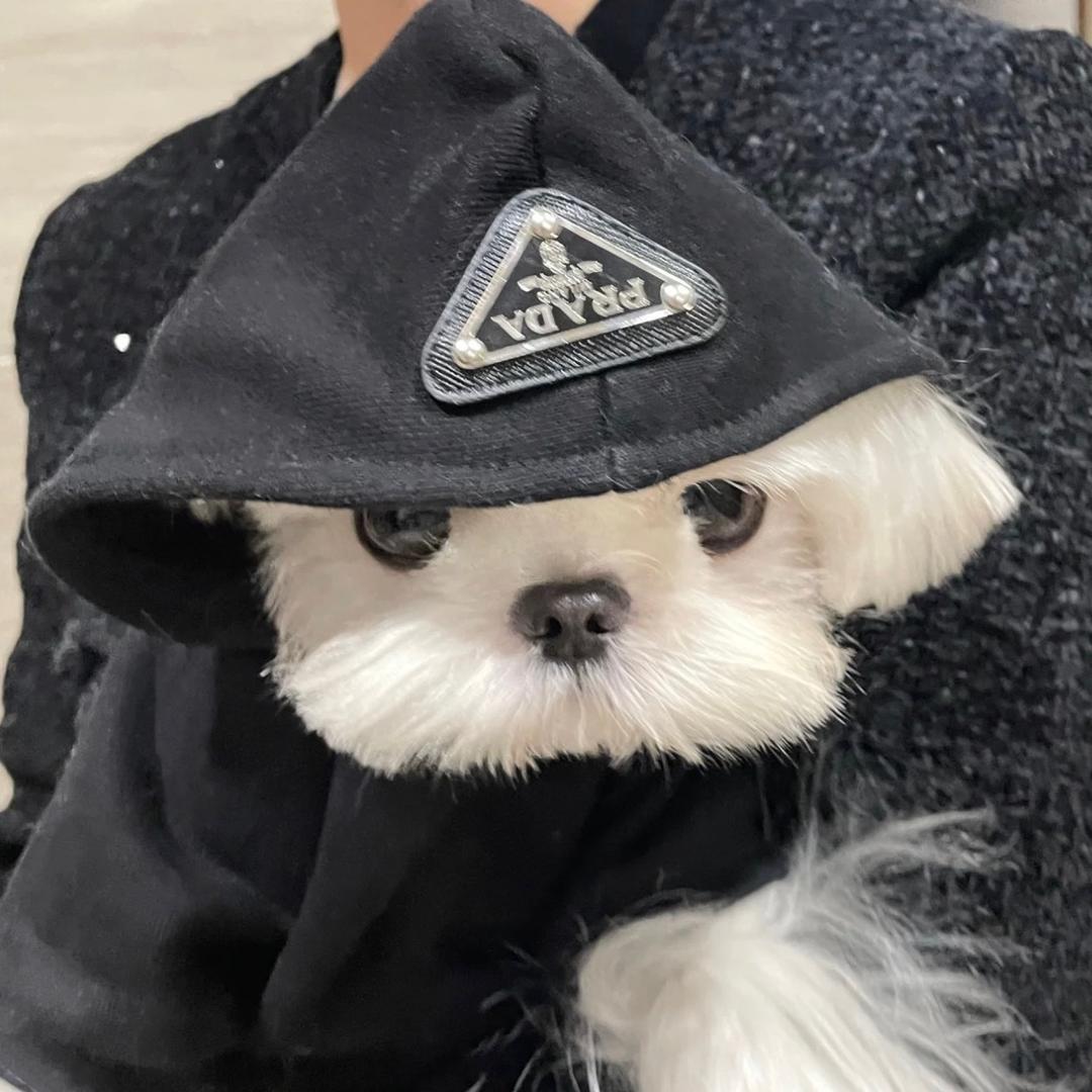 Zizi