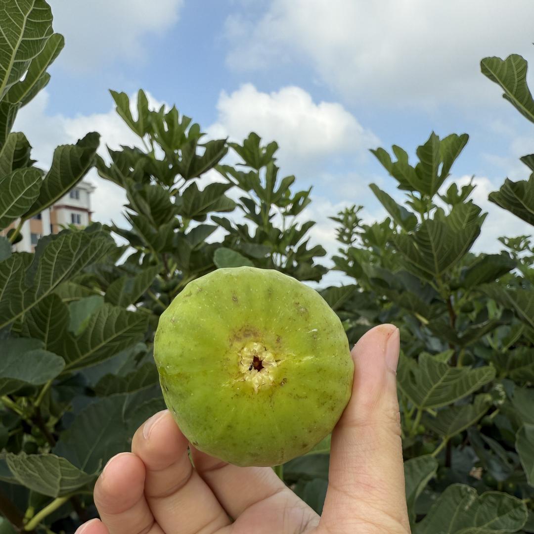恬馨果园生鲜社