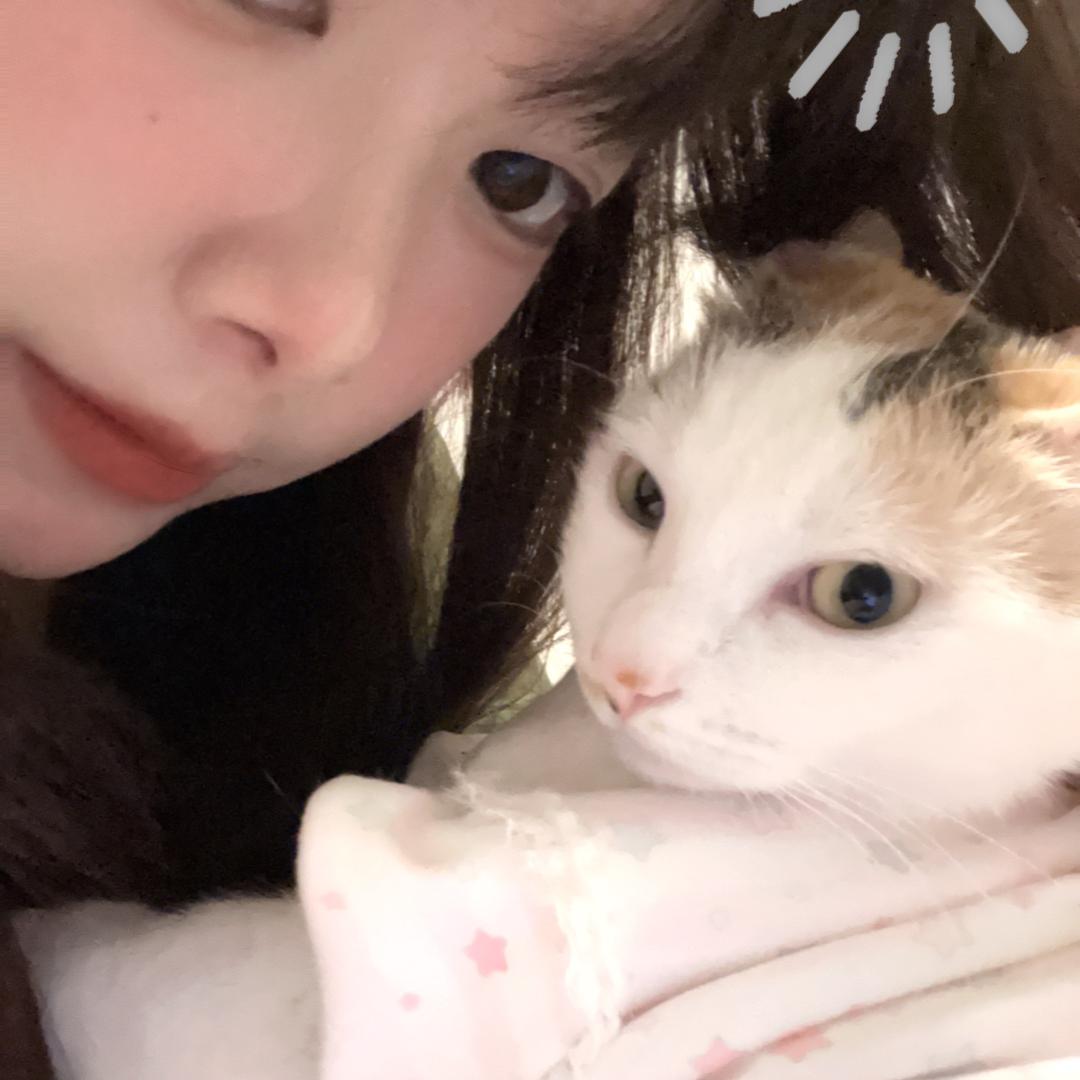 發福蝶