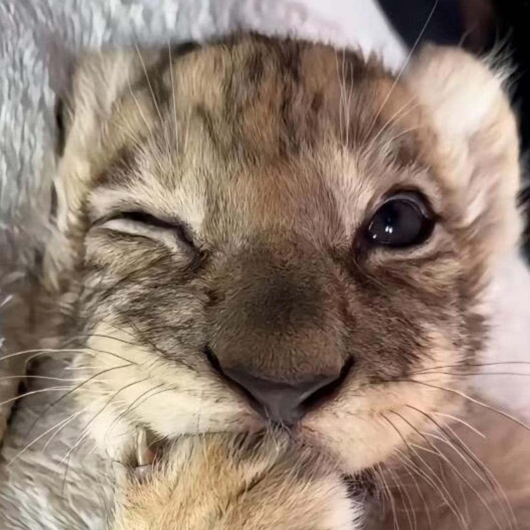 便秘豹猫.