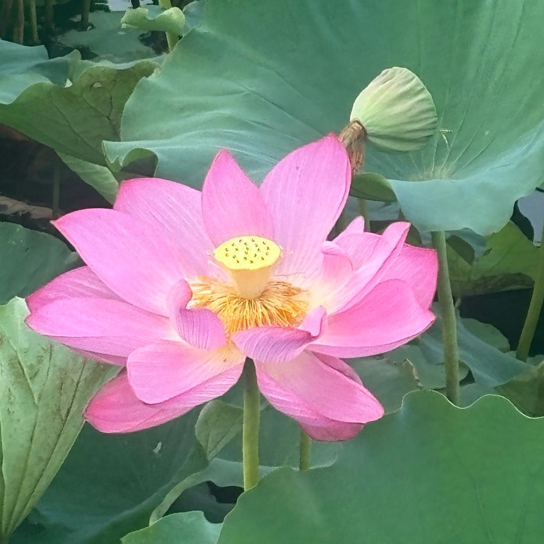 观自在