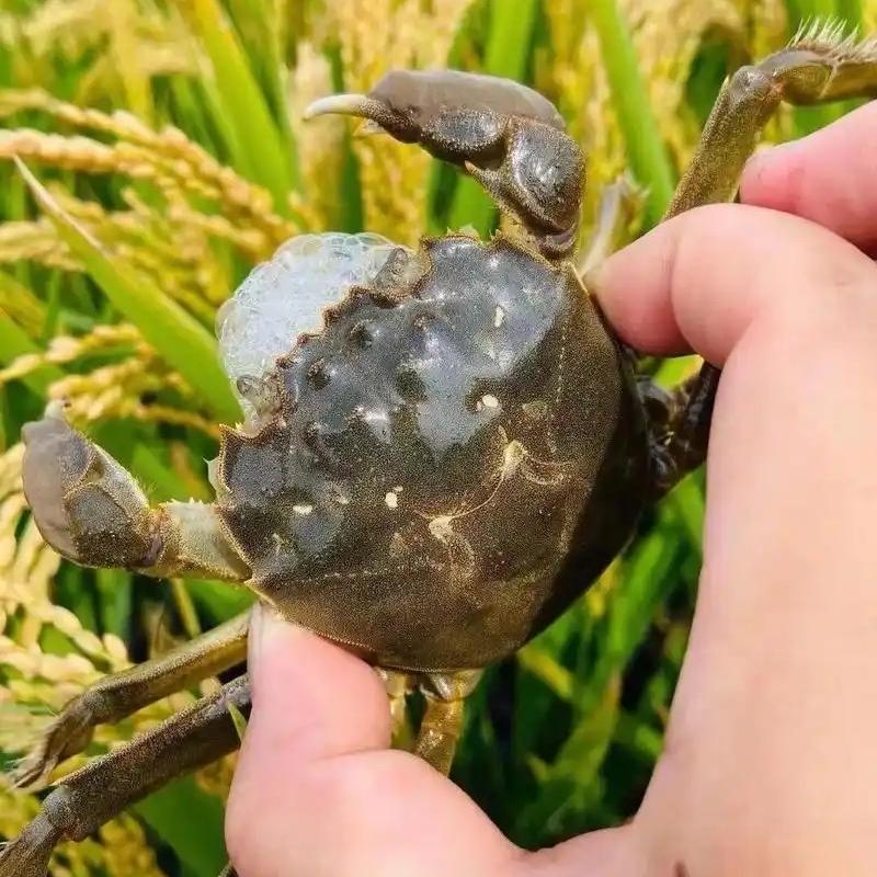 山母生鲜严选盘锦河蟹明天到