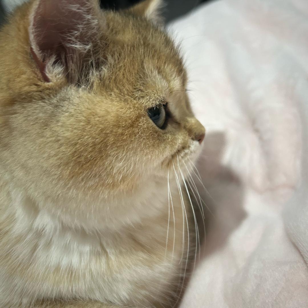 钱多多🐱