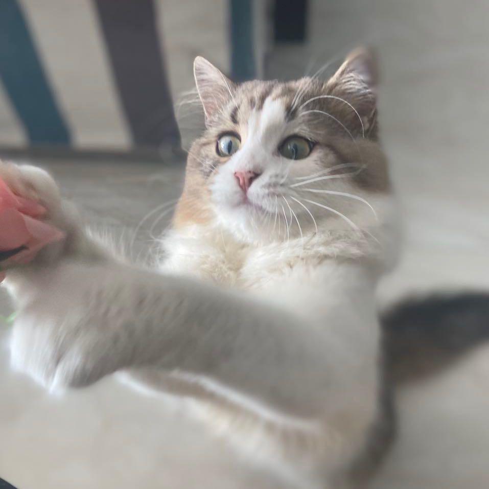 箱子里没有箱呀