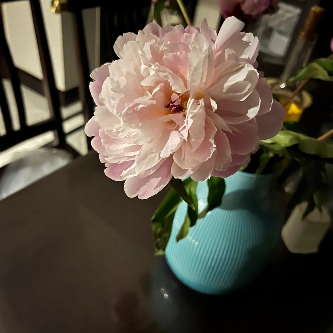 橘子