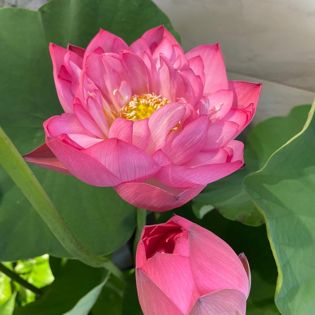蒽～是只困屁熊●‿●