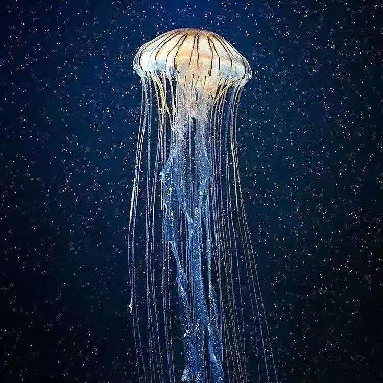 belle宝儿头像