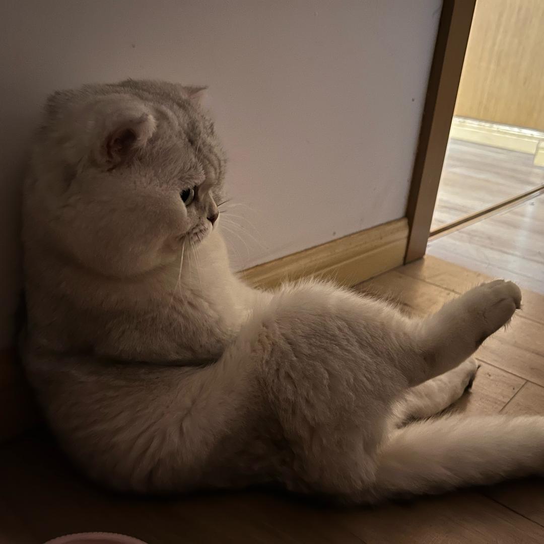 汤圆是只猫