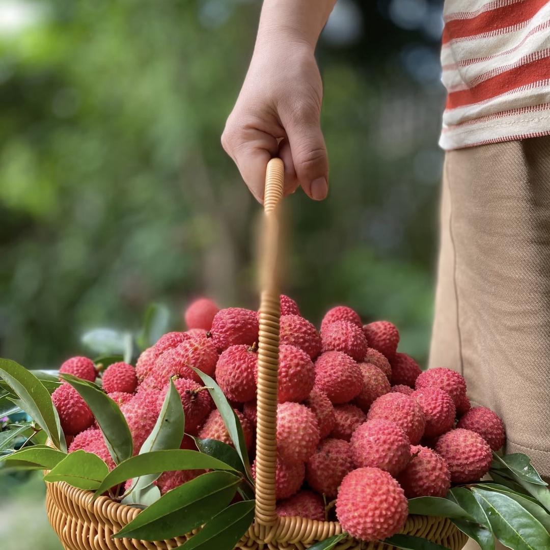 SF茂名荔枝之乡