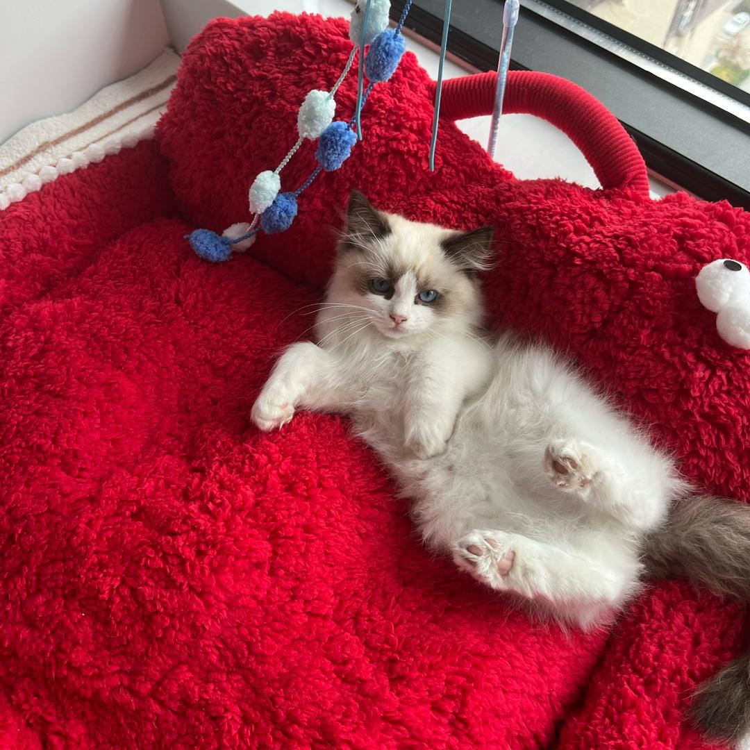 糖糖布偶喵，挑战万粉计划