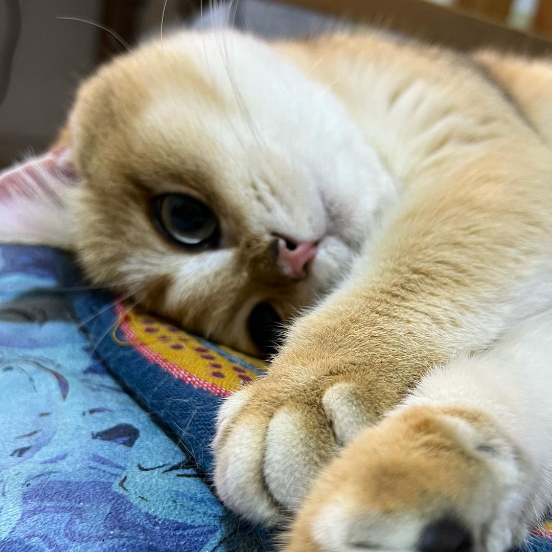 大松狮