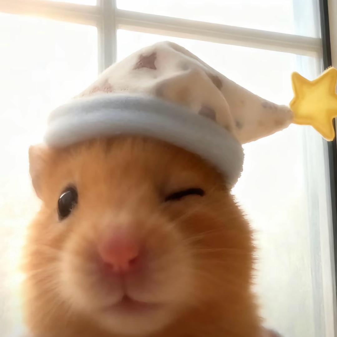 蛋蛋¯﹃¯
