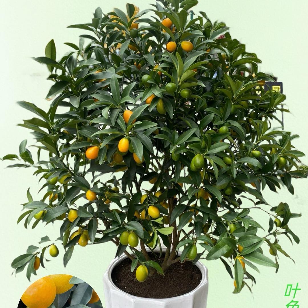 聚友苗木