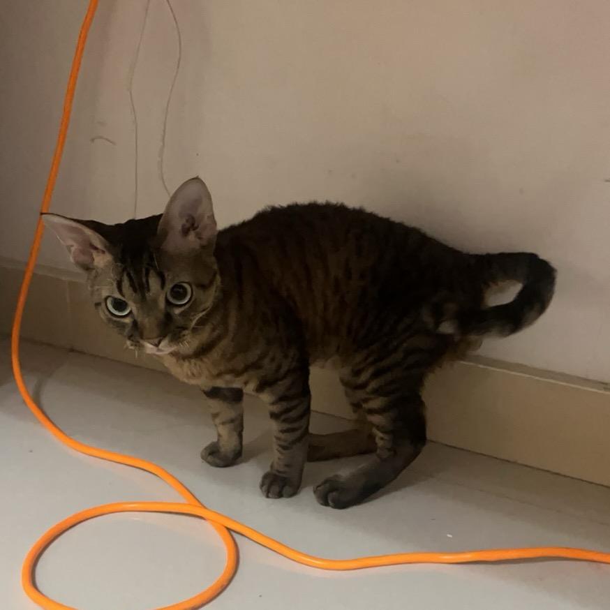 Ciruela.