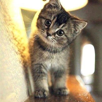 爱打瓦的冰冷之龙