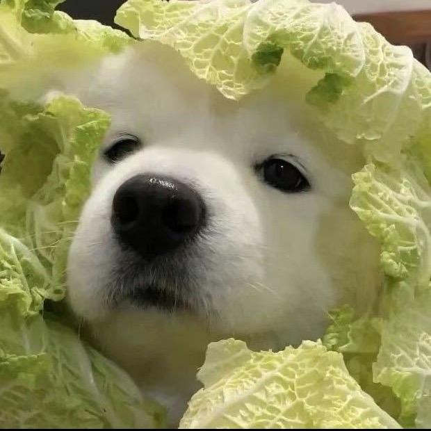 二运小王子