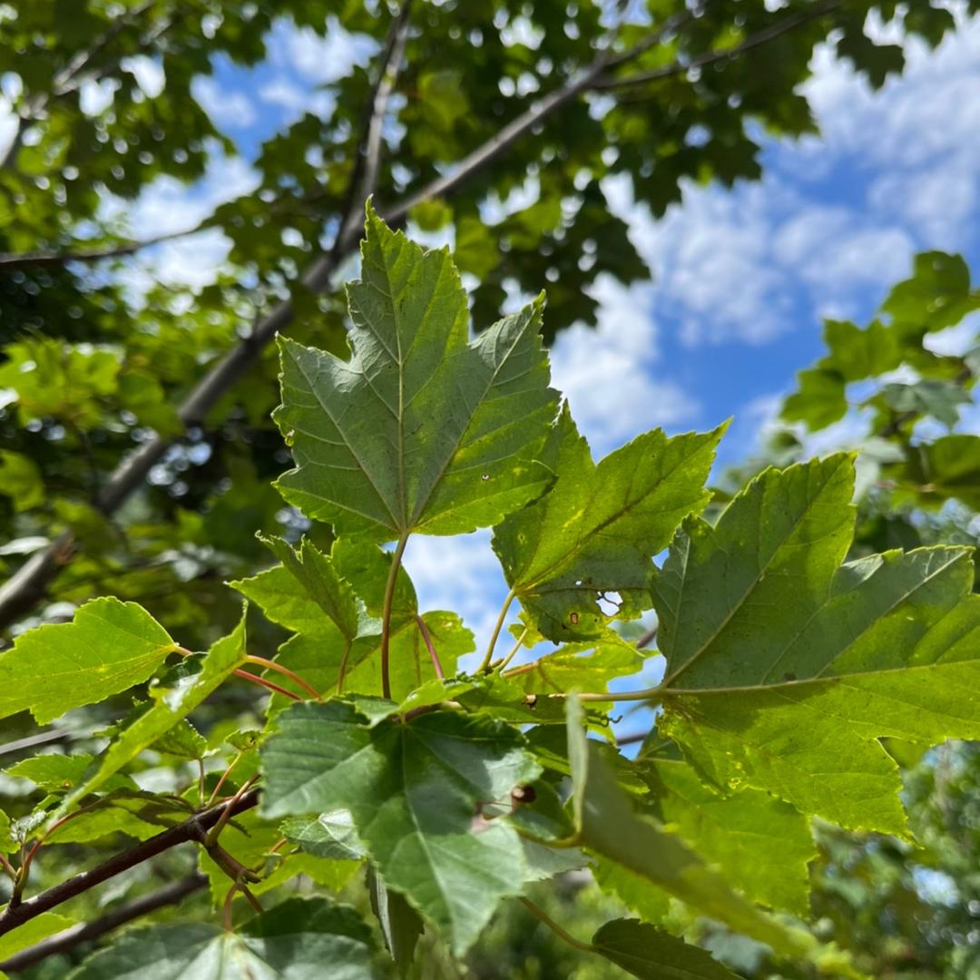 千翔·乒乓俱乐部