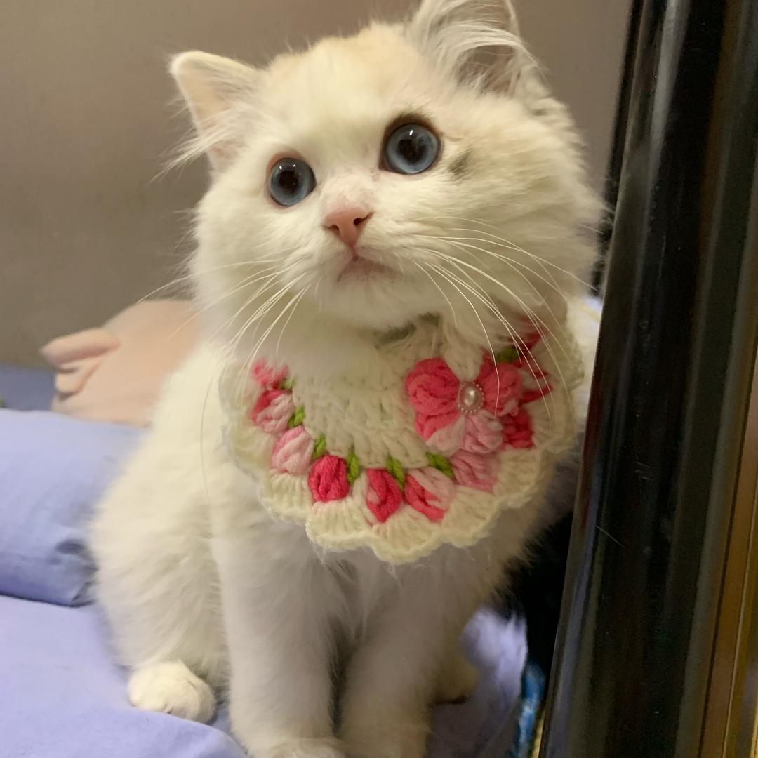 卖砂糖橘的王大娘（移动版）