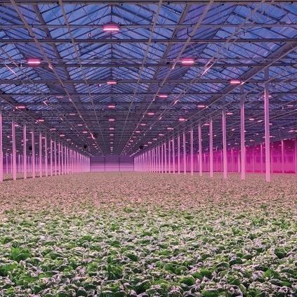 之仕光电植物照明