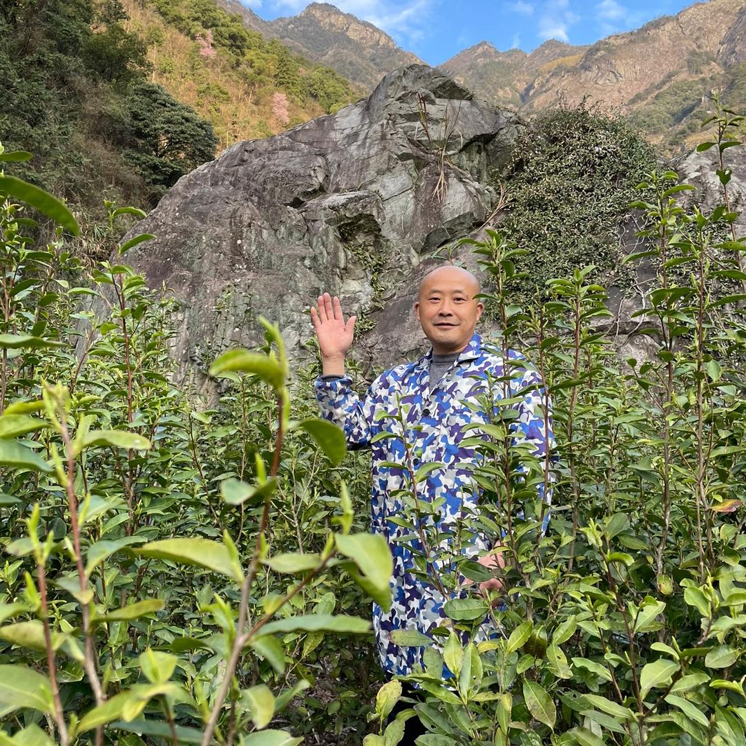 光头哥庐山云雾茶