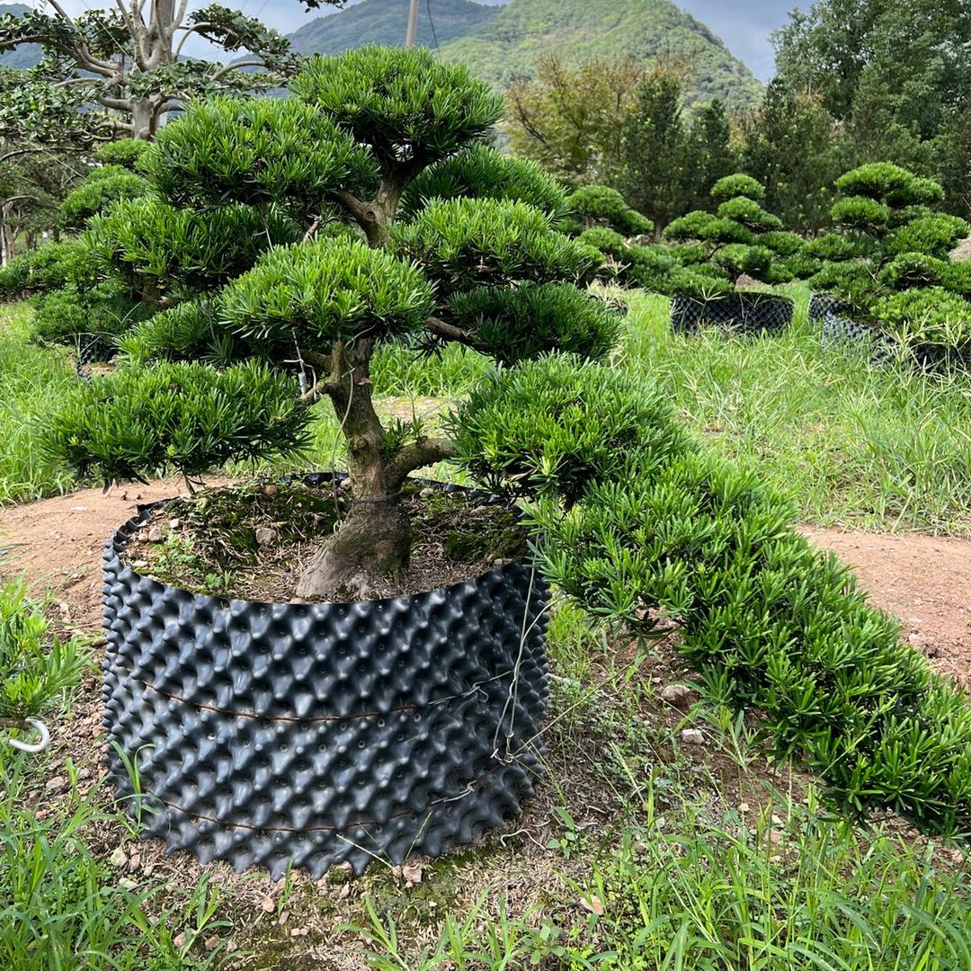 锐泽盆景园