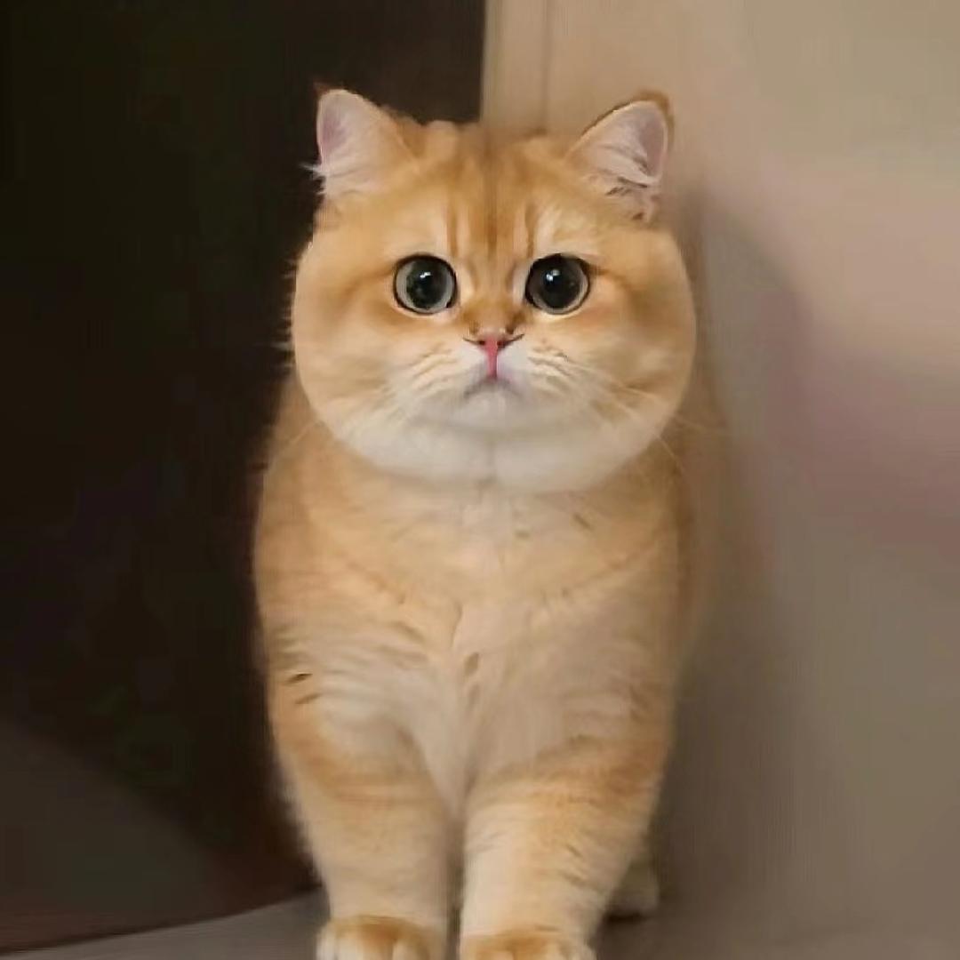 金豆豆猫屋