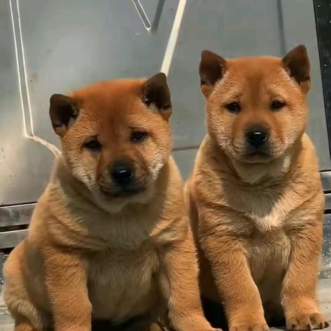 中华田园犬（五黑圈犬）