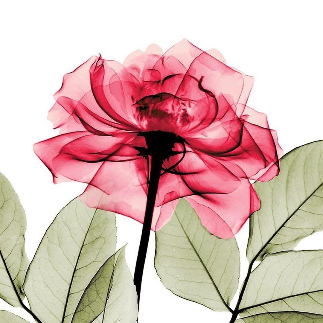 铃兰花头像