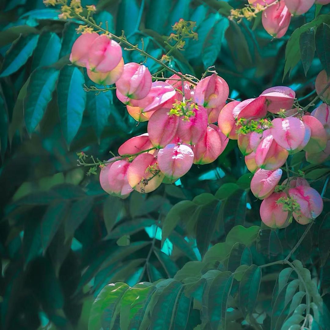 小桃