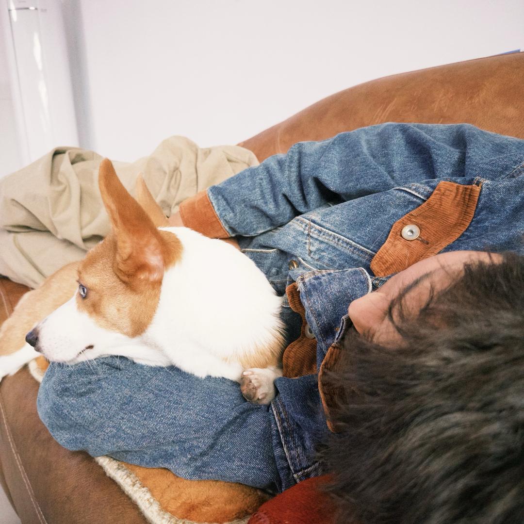 巧克力味的小野狗