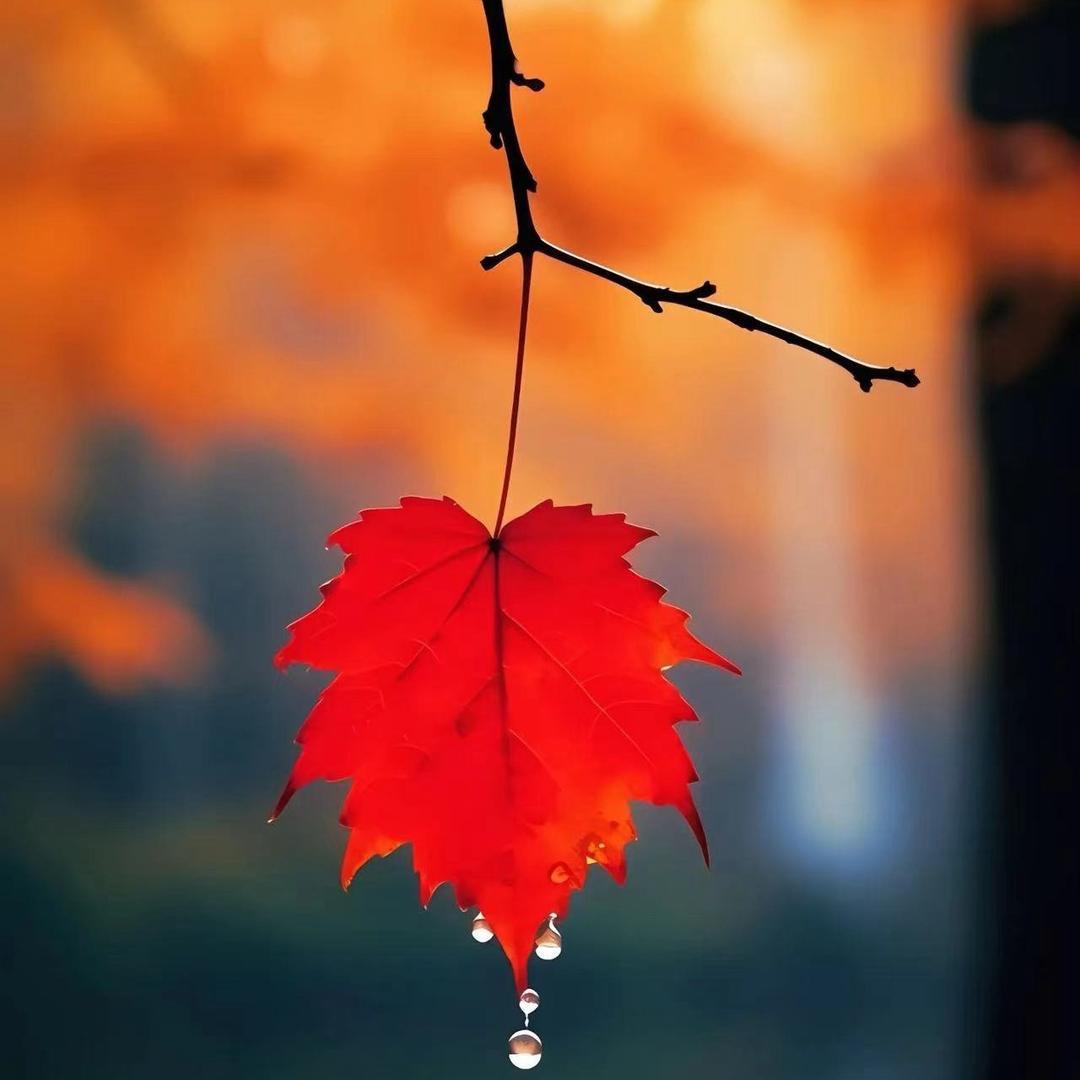 ღ᭄楓ༀ🍁葉💞⃝᭄ྀ
