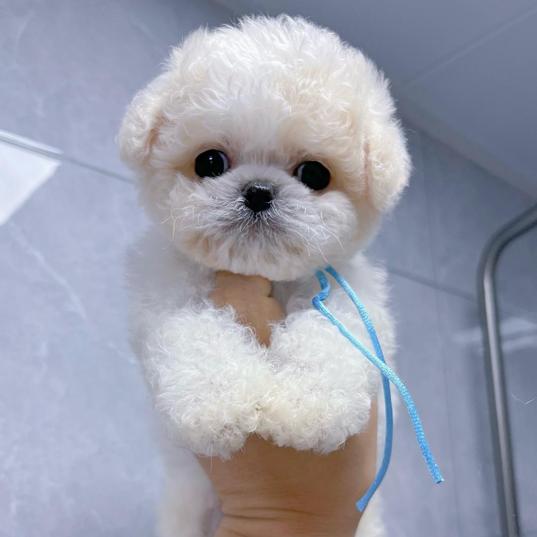 萌宠比熊-赵公子