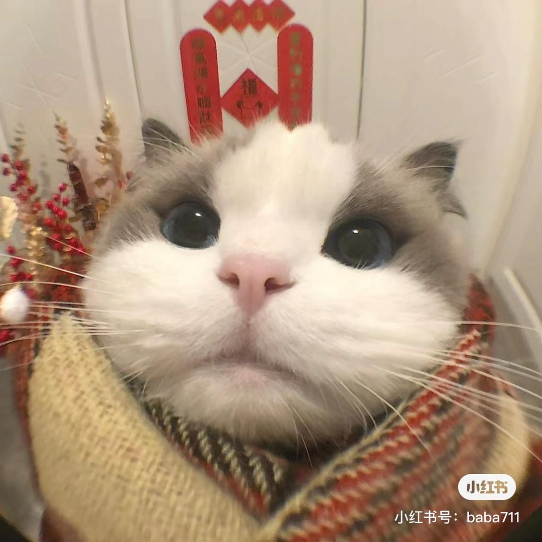我的猫叫汤米（无畏契约）